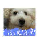 可愛いトイプー（個別スタンプ：8）