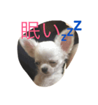 モナとヒメとチャメ（個別スタンプ：2）