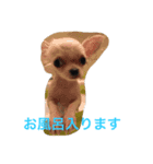 モナとヒメとチャメ（個別スタンプ：8）