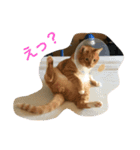 にゃにゃにゃにゃにゃにゃ（個別スタンプ：6）
