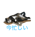 hanyanya（個別スタンプ：7）