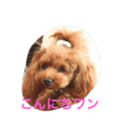 nanakai（個別スタンプ：5）