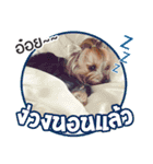 My Pet Story（個別スタンプ：9）