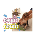My Pet Story（個別スタンプ：10）