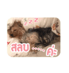 My Pet Story（個別スタンプ：13）