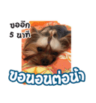 My Pet Story（個別スタンプ：16）