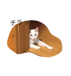 ねこ×3（個別スタンプ：8）