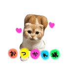 every day with LUNA 1（個別スタンプ：16）