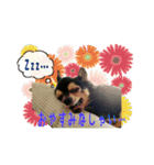 うちのチワワのパティさん（個別スタンプ：5）