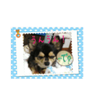 うちのチワワのパティさん（個別スタンプ：7）