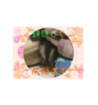 うちのチワワのパティさん（個別スタンプ：14）