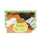 うちのチワワのパティさん（個別スタンプ：16）