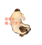ジャックラッセルのタバサ（個別スタンプ：4）