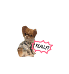 Jaspercurrentmood（個別スタンプ：4）