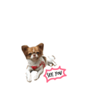 Jaspercurrentmood（個別スタンプ：7）