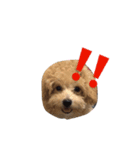 wanwanPoodleciwapoo（個別スタンプ：1）