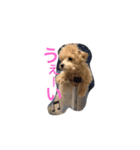 wanwanPoodleciwapoo（個別スタンプ：2）