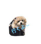 wanwanPoodleciwapoo（個別スタンプ：3）