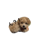 wanwanPoodleciwapoo（個別スタンプ：4）