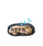 wanwanPoodleciwapoo（個別スタンプ：6）