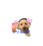 wanwanPoodleciwapoo（個別スタンプ：8）