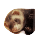 ferretti and I（個別スタンプ：6）