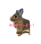あいらぶうさぎ（個別スタンプ：1）