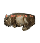 あいらぶうさぎ（個別スタンプ：2）