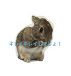 あいらぶうさぎ（個別スタンプ：10）