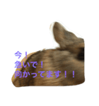 あいらぶうさぎ（個別スタンプ：11）
