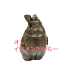 あいらぶうさぎ（個別スタンプ：12）