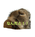 あいらぶうさぎ（個別スタンプ：13）