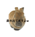 あいらぶうさぎ（個別スタンプ：16）