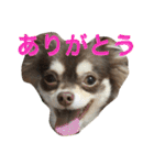チョコタンチワワの日常会話（個別スタンプ：2）
