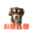 チョコタンチワワの日常会話（個別スタンプ：3）