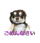 チョコタンチワワの日常会話（個別スタンプ：6）