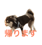 チョコタンチワワの日常会話（個別スタンプ：8）