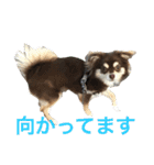 チョコタンチワワの日常会話（個別スタンプ：9）