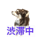 チョコタンチワワの日常会話（個別スタンプ：11）