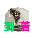 チョコタンチワワの日常会話（個別スタンプ：12）