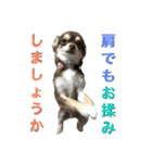チョコタンチワワの日常会話（個別スタンプ：15）