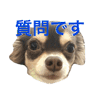 チョコタンチワワの日常会話（個別スタンプ：16）