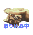 チョコタンチワワの日常会話（個別スタンプ：19）