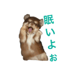 チョコタンチワワの日常会話（個別スタンプ：21）