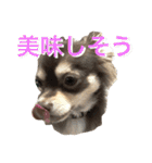 チョコタンチワワの日常会話（個別スタンプ：22）