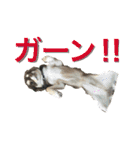 チョコタンチワワの日常会話（個別スタンプ：24）