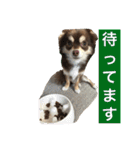 チョコタンチワワの日常会話（個別スタンプ：25）