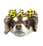 チョコタンチワワの日常会話（個別スタンプ：26）