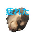 チョコタンチワワの日常会話（個別スタンプ：27）