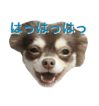 チョコタンチワワの日常会話（個別スタンプ：28）